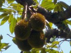Durian fruit on tree.JPG (187 KB)